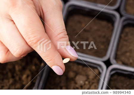 Farmers hand carefully planting vegetable seeds into pots with fertile soil Farmers hand carefully planting vegetable seeds into pots with fertile soil 98994340