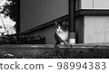 The housekeeper's cat is watching [Sima cat] 98994383
