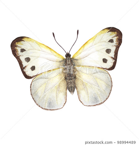 Watercolor cabbage butterflies isolated on white background. Perfect for wallpaper, print, textile, nursery, scrapbooking, wedding invitation, banner design, postcards, clothing 98994489