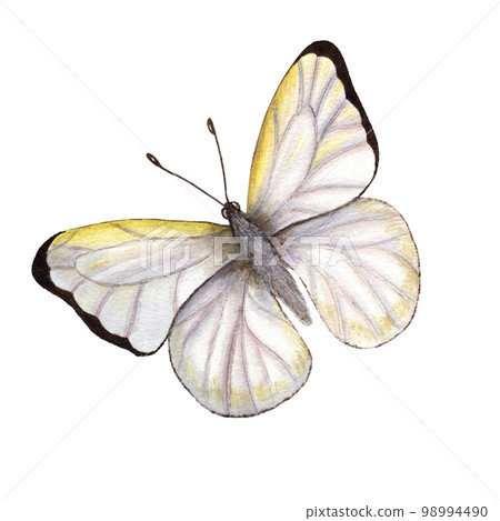 Watercolor cabbage butterflies isolated on white background. Perfect for wallpaper, print, textile, nursery, scrapbooking, wedding invitation, banner design, postcards, clothing 98994490
