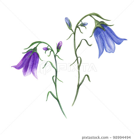 Watercolor illustration of wild flowers campanula isolated on white background. Perfect for template, wallpaper, print, textile, banner design, postcards, poster, decoration Watercolor illustration of wild flowers campanula isolated on white background. Perfect for template, wallpaper, print, textile, banner design, postcards, poster, decoration 98994494