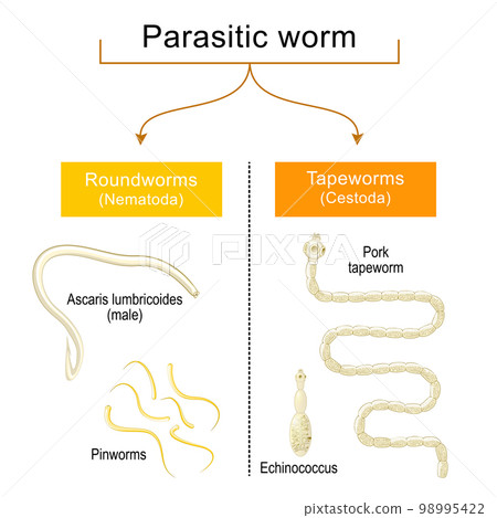 worm infection. Helminthiasis. Common types of parasitic worms or helminths 98995422