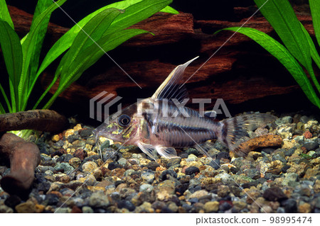 Corydoras pulcher Catfish friend 98995474