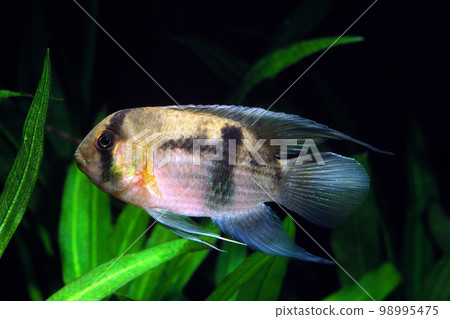 Keyhole cichlid aquarium Keyhole cichlid aquarium 98995475
