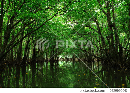 Mangrove tunnel in Nakama River, Iriomote Island, Okinawa Prefecture Mangrove tunnel in Nakama River, Iriomote Island, Okinawa Prefecture 98996098