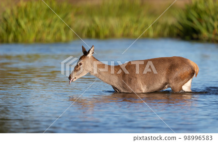 Close up of a red deer hind crossing a pond 98996583