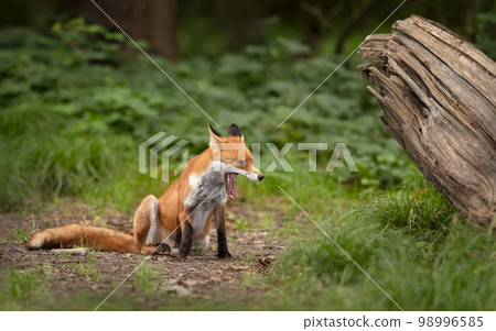 Close up of yawning Red fox in a forest 98996585