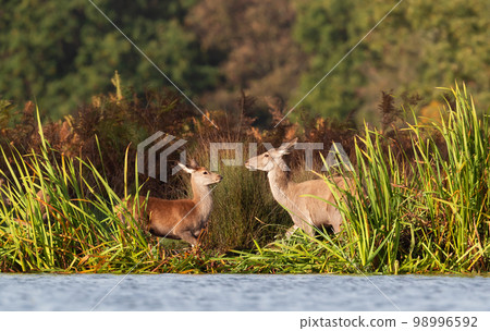 Deer hind with a calf standing close to the pond 98996592