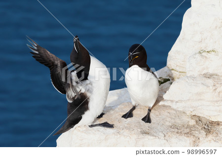 Close up of two Razorbills perched on an edge of a cliff 98996597