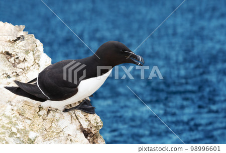 Close up of a Razorbill nesting on a cliff Close up of a Razorbill nesting on a cliff 98996601