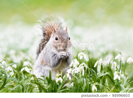 Close-up of a Grey Squirrel in spring 98996603