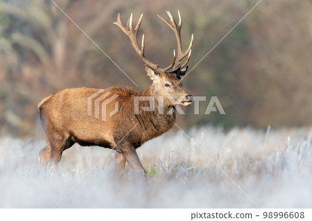 Close up of a Red deer stag in winter 98996608