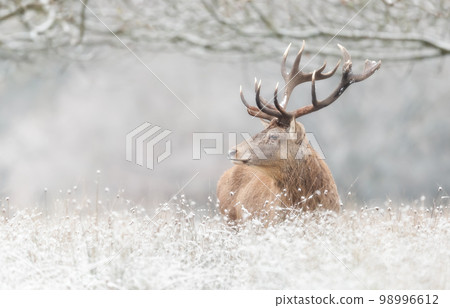 Close up of a Red deer stag in winter 98996612