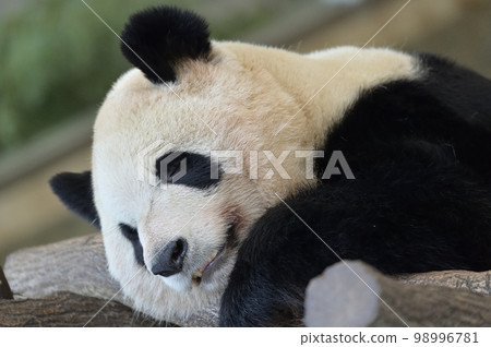 Saihama on vacation 98996781