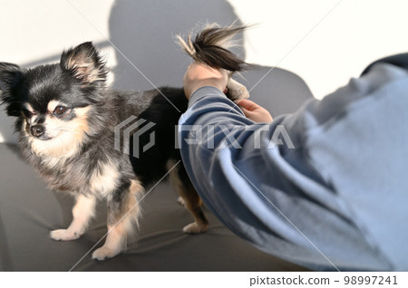 Dog anal gland squeeze (Chihuahua) grooming trimming Dog anal gland squeeze (Chihuahua) grooming trimming 98997241