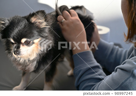 Dog anal gland squeeze (Chihuahua) grooming trimming Dog anal gland squeeze (Chihuahua) grooming trimming 98997245