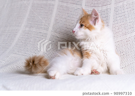 Portrait of orange ginger fluffy longhair mongrel cat kitten kitty lying on white cotton plaid at home, looking aside. Portrait of orange ginger fluffy longhair mongrel cat kitten kitty lying on white cotton plaid at home, looking aside. 98997310