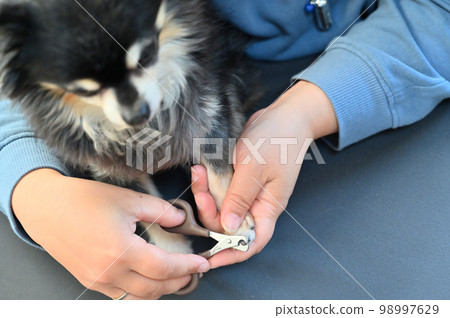 狗指甲剪(吉娃娃)美容修剪 狗指甲剪(吉娃娃)美容修剪 98997629
