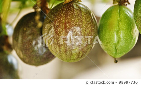 Colored passion fruit 98997730
