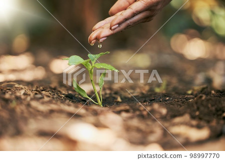 Woman, hands or watering sapling in soil agriculture, sustainability help or future growth planning in climate change hope. Zoom, farmer or wet leaf seedling in planting environment or nature garden Woman, hands or watering sapling in soil agriculture, sustainability help or future growth planning in climate change hope. Zoom, farmer or wet leaf seedling in planting environment or nature garden 98997770