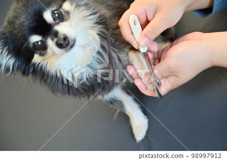 狗指甲鉗指甲銼（吉娃娃）美容修剪 98997912
