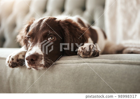 Adorable dog, relax and sofa lying bored in the living room looking bored or cute with fur at home. Portrait of relaxed animal, pet or puppy with paws on the couch interior relaxing at the house 98998317