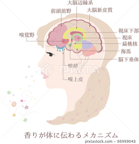 Mechanism by which scent is transmitted to the body_3・Olfaction pathway 98999048