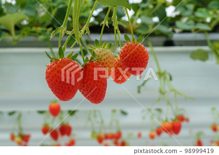 Strawberry, Buan-gun, Jeonbuk Strawberry, Buan-gun, Jeonbuk 98999419