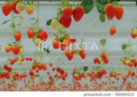 Strawberry, Buan-gun, Jeonbuk Strawberry, Buan-gun, Jeonbuk 98999420