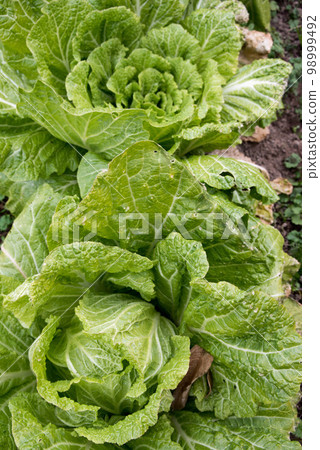 Growing pesticide-free Chinese cabbage Growing pesticide-free Chinese cabbage 98999492