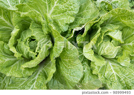 Growing pesticide-free Chinese cabbage Growing pesticide-free Chinese cabbage 98999493