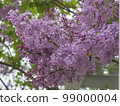 丁香花，春天 99000004