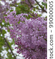 丁香花，春天 99000005