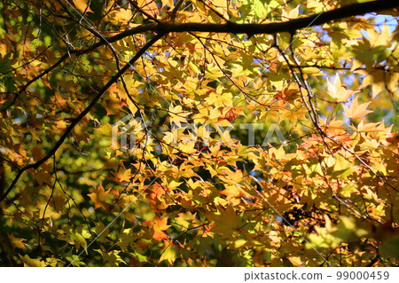 明亮的楓葉 99000459