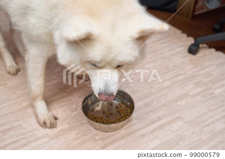 Pure white big Akita dog Pure white big Akita dog 99000579