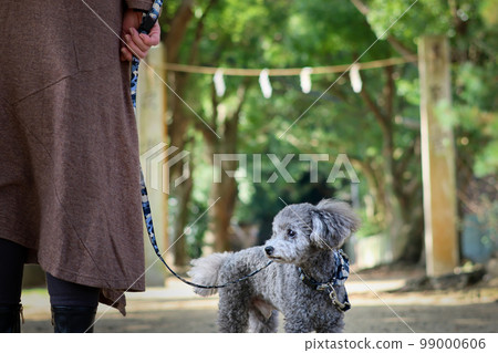 帶著玩具貴賓犬在瀨戶內海跳島的少女之旅 99000606