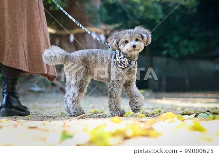 A girls' trip with a toy poodle Island hopping in the Seto Inland Sea 99000625