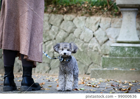 帶著玩具貴賓犬在瀨戶內海跳島的少女之旅 99000636