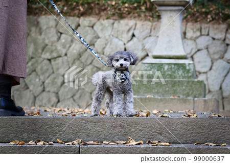 帶著玩具貴賓犬在瀨戶內海跳島的少女之旅 帶著玩具貴賓犬在瀨戶內海跳島的少女之旅 99000637