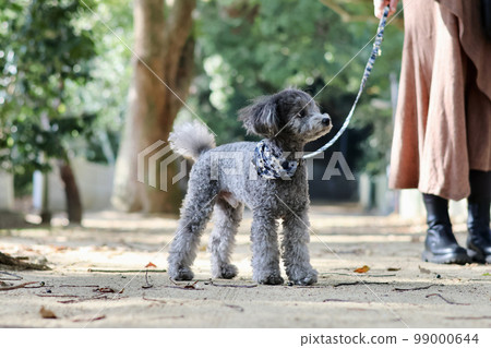 帶著玩具貴賓犬在瀨戶內海跳島的少女之旅 99000644