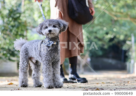 A girls' trip with a toy poodle Island hopping in the Seto Inland Sea A girls' trip with a toy poodle Island hopping in the Seto Inland Sea 99000649