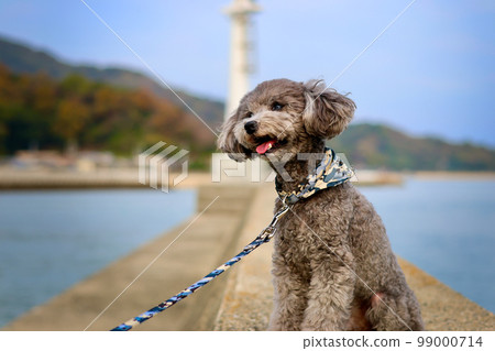 帶著玩具貴賓犬在瀨戶內海跳島的少女之旅 99000714