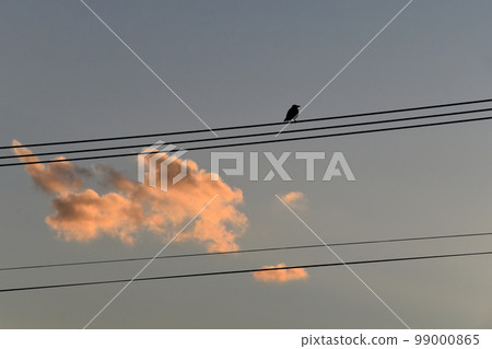 烏鴉和雲 烏鴉和雲 99000865
