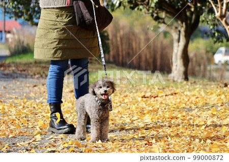 帶著玩具貴賓犬在瀨戶內海銀杏樹下跳島的少女之旅 99000872