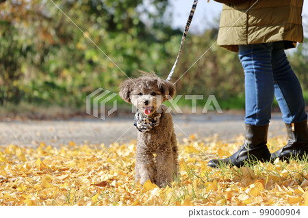 帶著玩具貴賓犬在瀨戶內海銀杏樹下跳島的少女之旅 帶著玩具貴賓犬在瀨戶內海銀杏樹下跳島的少女之旅 99000904