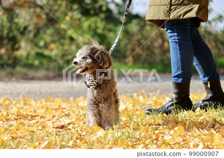 帶著玩具貴賓犬在瀨戶內海銀杏樹下跳島的少女之旅 99000907