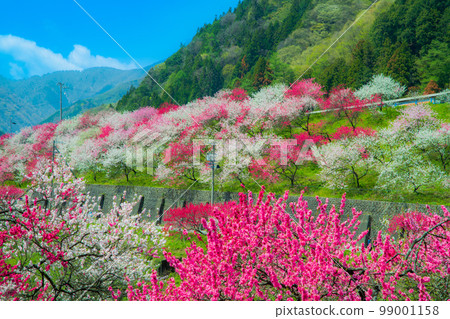 長野縣阿智村花桃之鄉 長野縣阿智村花桃之鄉 99001158