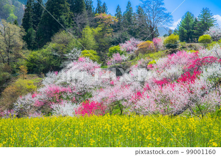 長野縣阿智村花桃之鄉 長野縣阿智村花桃之鄉 99001160