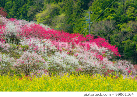 長野縣阿智村花桃之鄉 長野縣阿智村花桃之鄉 99001164