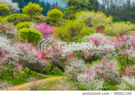 長野縣阿智村花桃之鄉 長野縣阿智村花桃之鄉 99001166